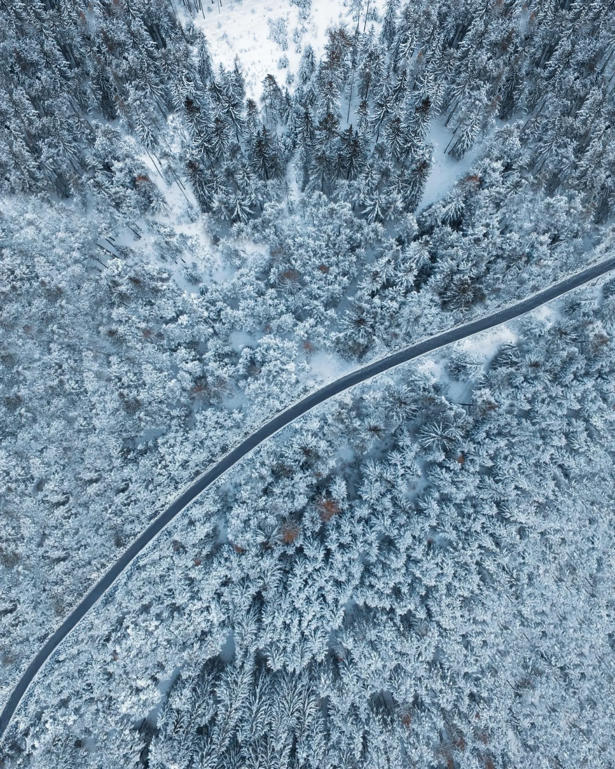 Long heated road in the forest